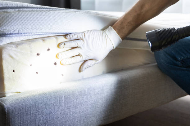 Best Insect Control  in Sac City, IA