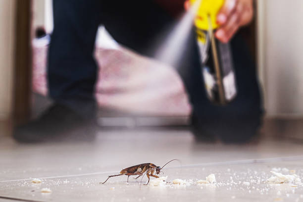 Best Flea Control Services  in Sac City, IA