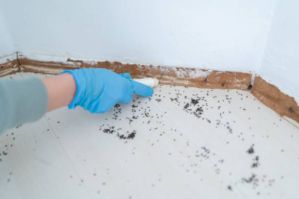 Best Termite Control Services  in Sac City, IA